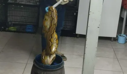 Yolcu otobüsünde bulunan piton paniğe neden oldu