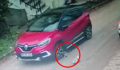 Yavru köpekleri aracıyla ezen sürücü kaçtı!