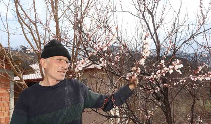 Kar yağışı, meyve ağaçlarını olumsuz etkiledi