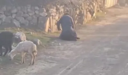 Koyuna kötü muamelede bulunan şüpheli gözaltına alındı