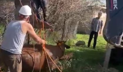 Kuyuya düşen inek kurtarıldı