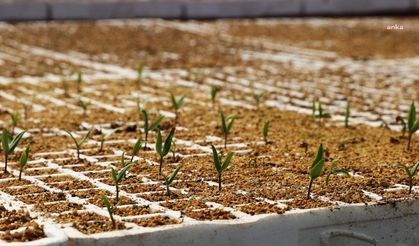 Beykoz’da üreticiye 1 milyon 500 bin adet fide desteği sağlanacak