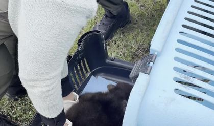 Karabük'te bulunan yavru ayı 'Bulut' için özel bakım başlatıldı"