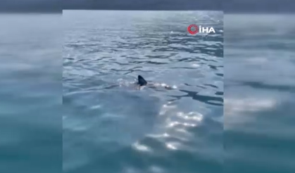 Antalya'da yavru köpek balığı şoku