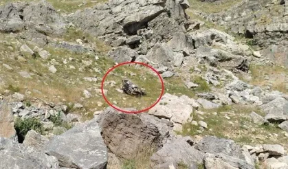 Batman’da Feci Kaza: Mahkeme Keşfinden Dönen Araç Şarampole Yuvarlandı