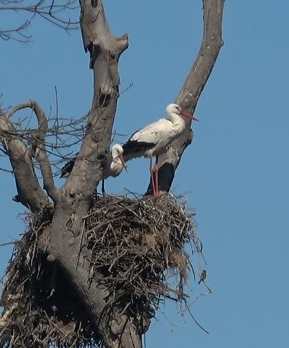 Leylekler baharın müjdesiyle geri döndü