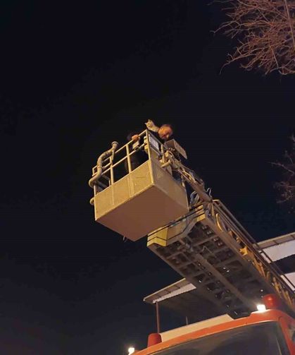 Siirt'te ağaçta mahsur kalan kedi itfaiye ekiplerince kurtarıldı