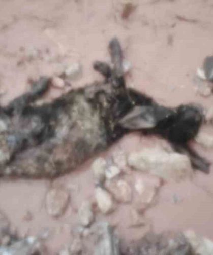 Şırnak'ta sel göçerleri vurdu: Hayvanlar telef oldu, çadırlar sular altında kaldı