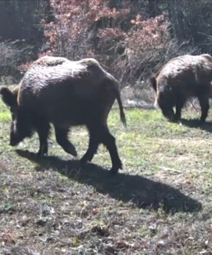 Yiyecek arayan yaban hayvanları fotokapanla görüntülendi