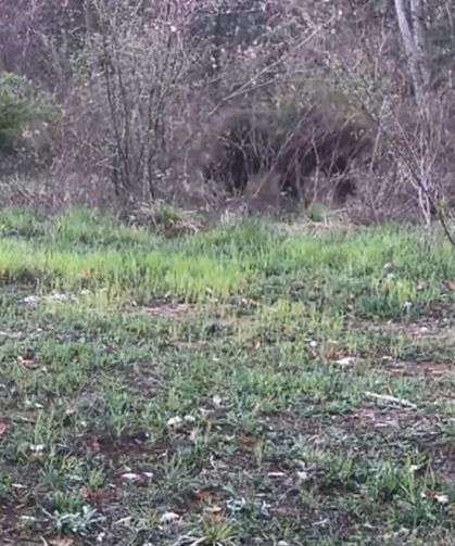 Ayı, domuz ve gelincik fotokapanla görüntülendi