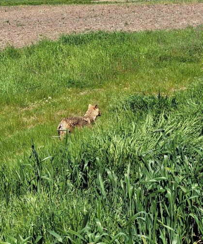 Edirne'de aç kalan çakal köye indi