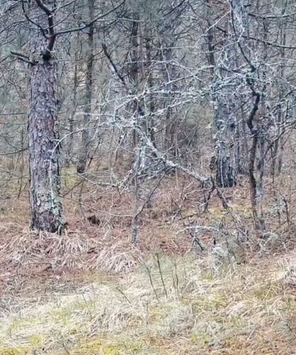 Karabük ormanlarının zarif sakinleri böyle görüntülendi