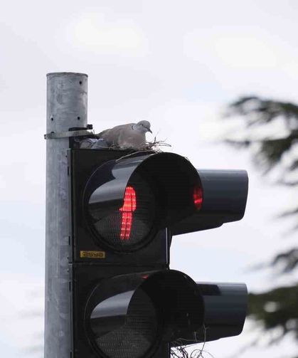 Karaman'ın en işlek kavşağındaki trafik lambasına yuva yapan kumru görenleri şaşırtıyor
