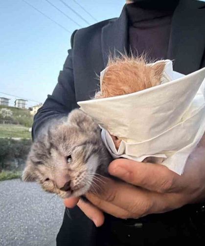 Küçük kızın duyarlılığı sayesinde 2 yavru kedi kurtarıldı