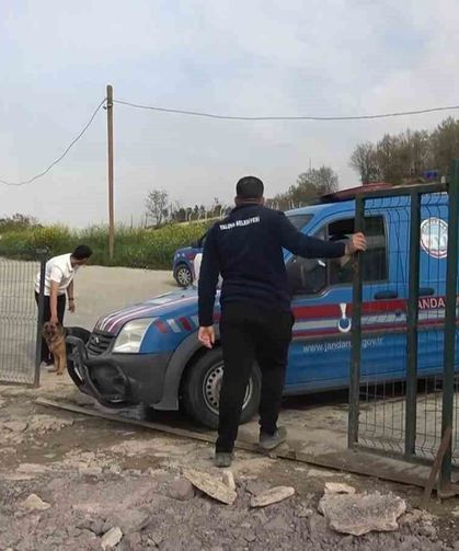 Yalova'daki barınakta köpek ölümleriyle ilgili soruşturma