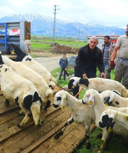 Erzincan'da tulum peyniri için zorlu yayla yolculuğu başladı