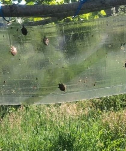 Kahverengi kokarcalar için feromon tuzaklar yenileniyor