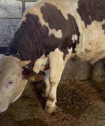 Kars'ta 600 kiloluk boğa, alıcı çıkmazsa İstanbul yolcusu