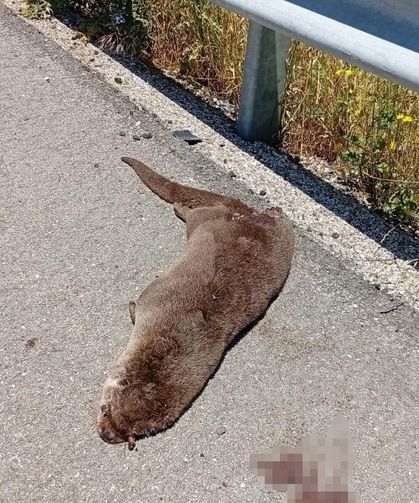 Siverek'te yol kenarında ölü su samuru bulundu