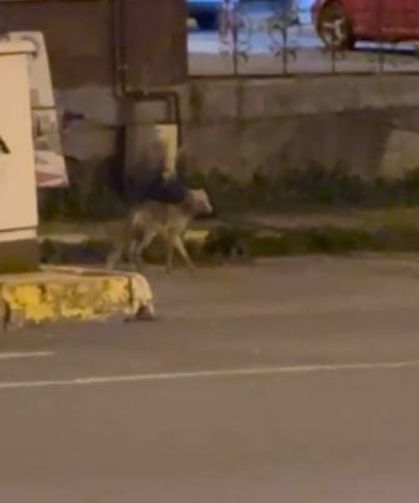 Ardahan'da gece şehre inen tilki kamerada