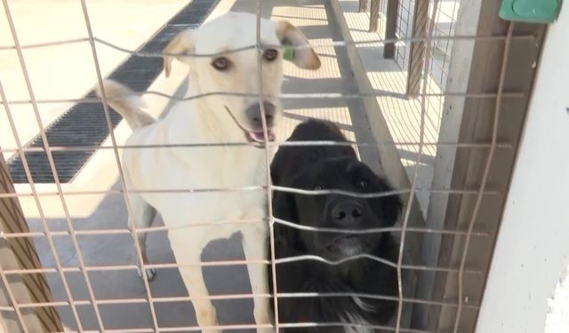 İzmir'de sokak köpekleri için yeni dönem