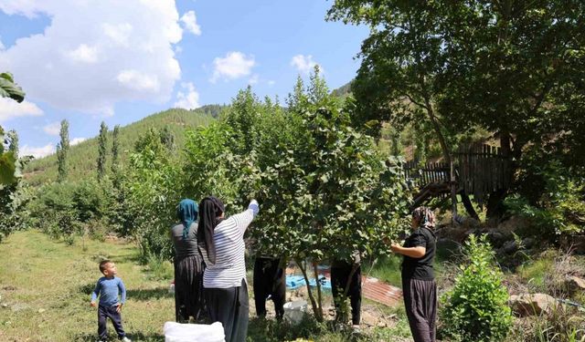 Adana fındığı Karadeniz’e rakip oluyor