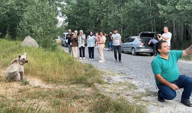 Nemrut’ta tehlikeli selfie: Ayılarla poz verdiler