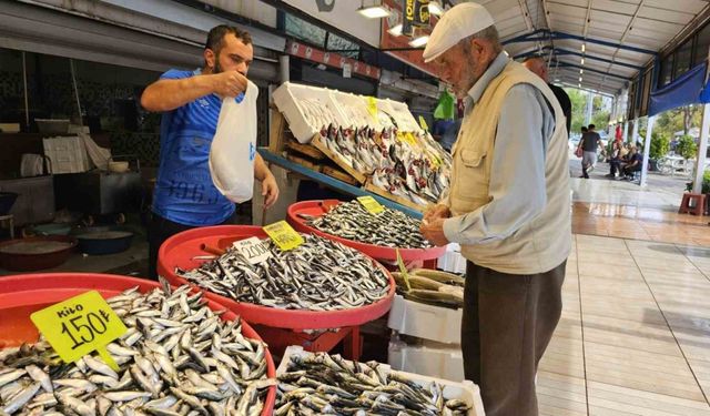 Palamut sezonu başladı