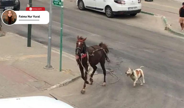 "Hayvanları başıboş sokağa salanlara ceza yok"