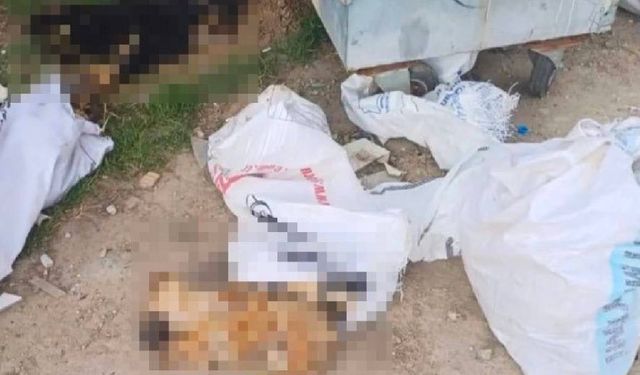 11 köpek ve 1 kuzu ölü bulundu, soruşturma başlatıldı