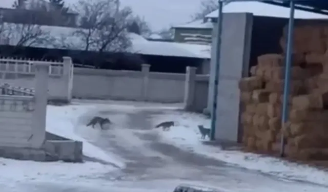 Tilkiler soğuktan korunmak için samanlığa sığındı
