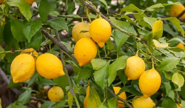 Don tehlikesinde olan limon tarlada 15 TL, markette 25 TL