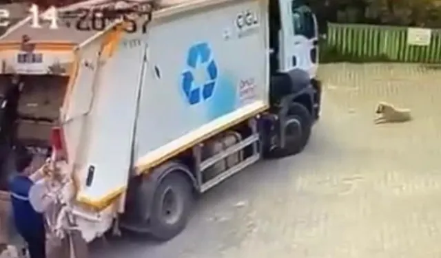 Köpeği ezen çöp kamyonu yoluna devam etti, sürücü görevden alındı