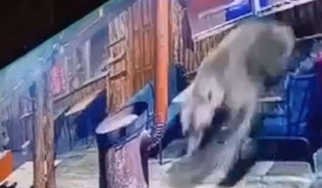 İş yerine giren ayı, paniğe neden oldu