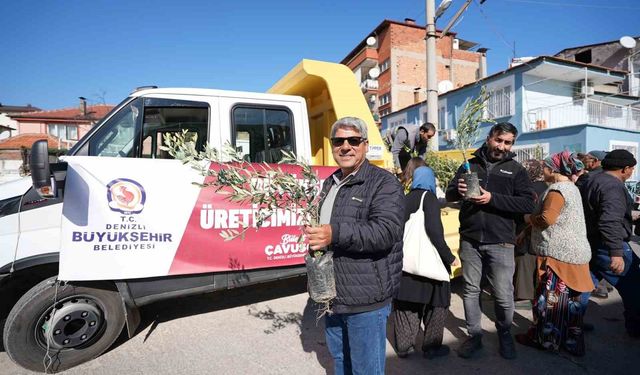 Kent merkezinde zeytin fidanı dağıtıldı