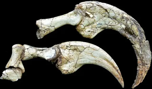 Kanada'da keşfedildi! 'İki parmaklı yeni dinozor türü' bulundu