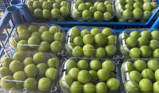Örtü altında hasat edilen eriklerin fiyatı düştü