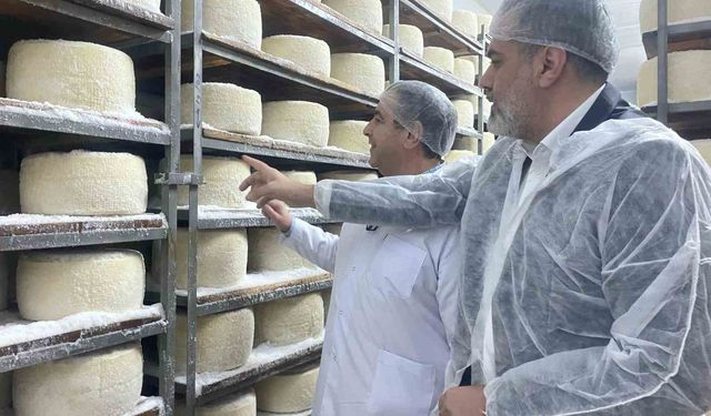 Çadırdan dünyaya açılan bir peynir üretimi