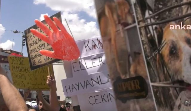 Ankara’da sokak hayvanlarını öldürdüğü suçlamasıyla tutuklanan doktor hakkındaki tüm iddiaları reddetti