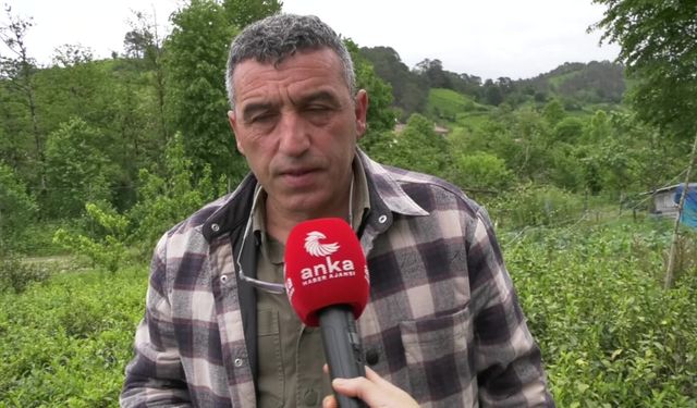 Fındıklı Ziraat Odası Başkanı Özsoy, yaş çay alımında çiftçiye 5 lira destekleme ücreti ödenmesini istedi
