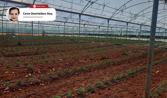 Domates seracılığı geçim kapısı oldu