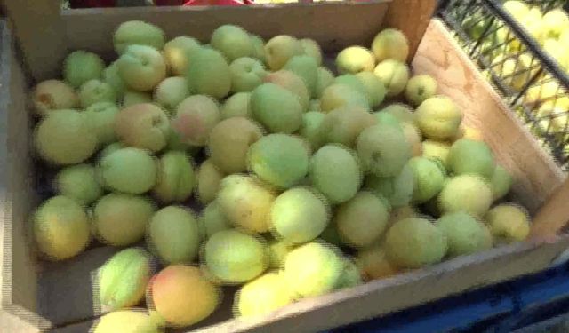 Iğdır’da kayısı hasadı başladı
