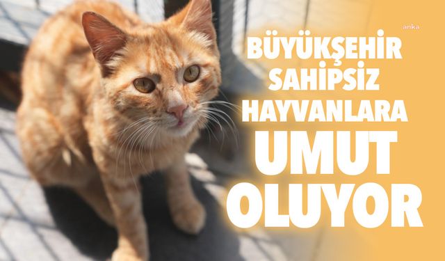Tekirdağ Büyükşehir Belediyesi sahipsiz hayvanlara umut oluyor