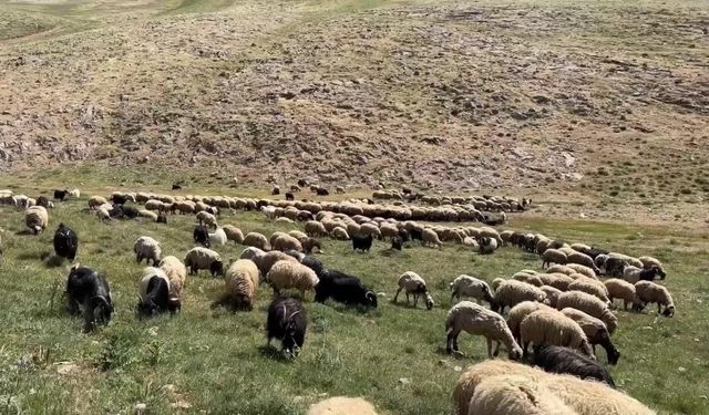 Vanlı besiciler zor günler geçiriyor: “Kurbanlıklar elimizde kaldı"