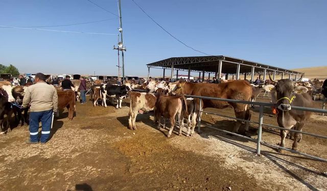 Yozgat’ta hayvan pazarlarına tedbiren "acil kapatma" kararı