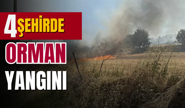 Türkiye alevlerle mücadele ediyor: Dört şehirde orman yangını
