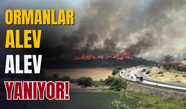 Türkiye'nin Dört Bir Yanında Orman Yangınları: Yazın İlk Alarmı