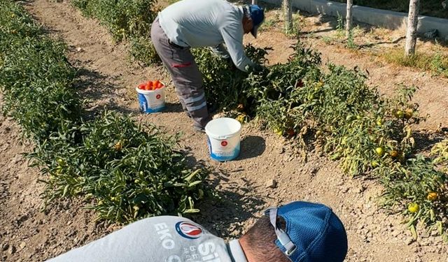 EKO-ÇİFTLİK’TE SEBZE-MEYVE HASADI