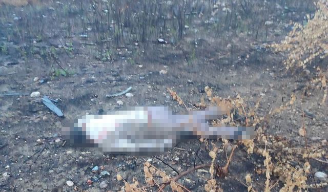 Kaza yapan araç otoyolda, sürücüsü 30 metrelik köprünün altında ölü bulundu