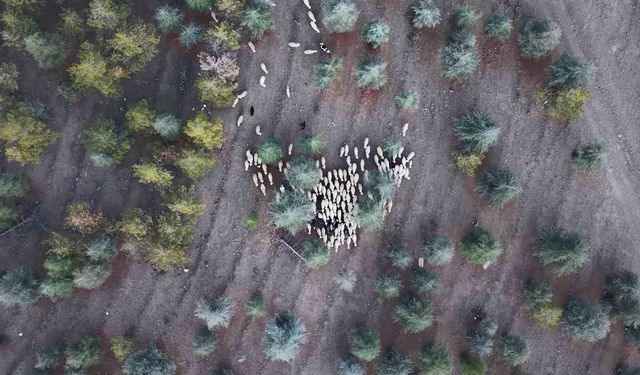 1 milyon 220 bin metrekarelik mera arazisinde 'imar planı' iddiası: Müfettişler incelemeye aldı